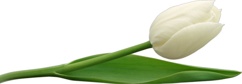 Тюльпаны без фона