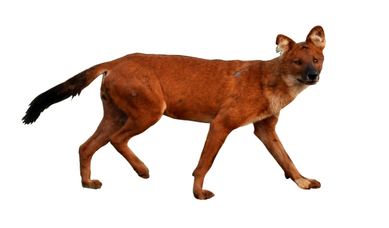 Красный горный волк