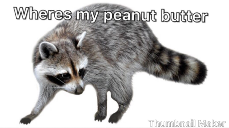 Енот полоскун на белом фоне