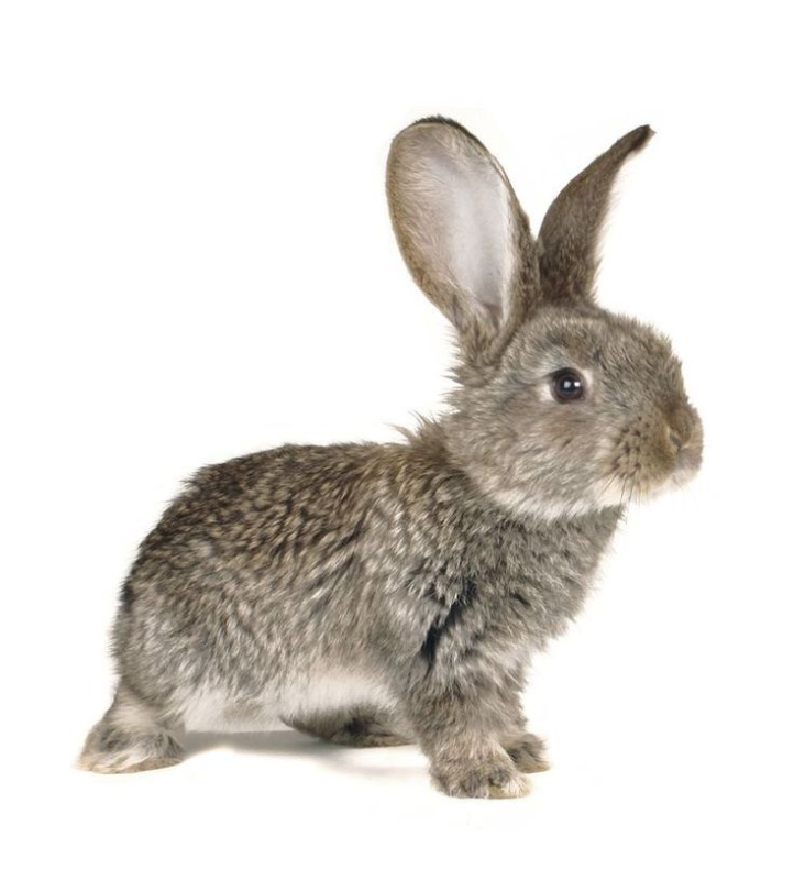 Заяц картинка для детей на белом фоне