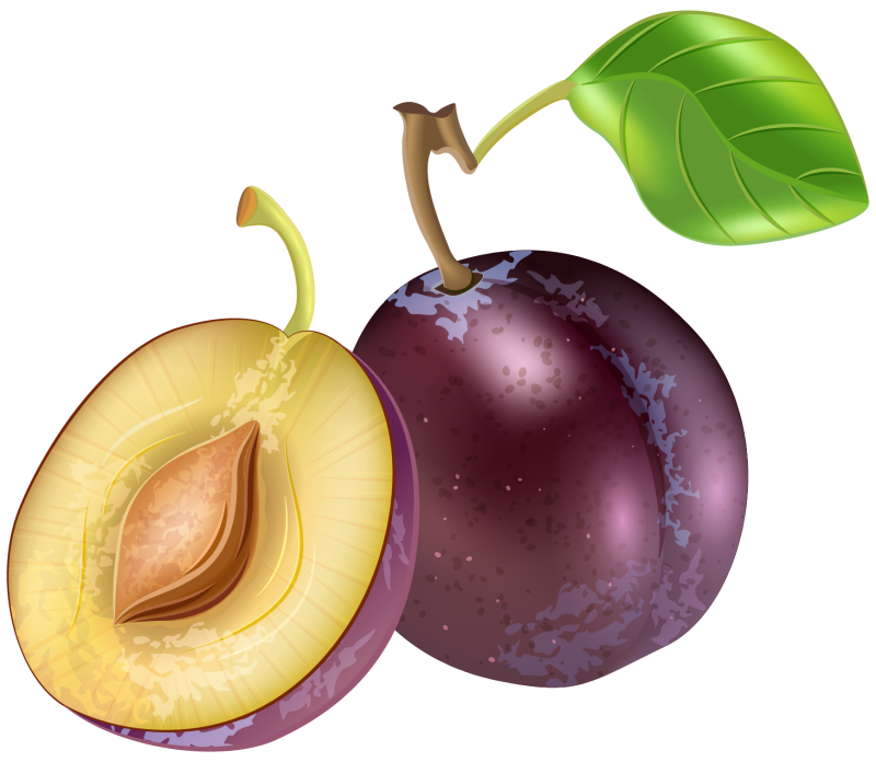 Слива рисунок