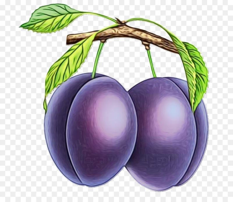 Слива картинка для детей