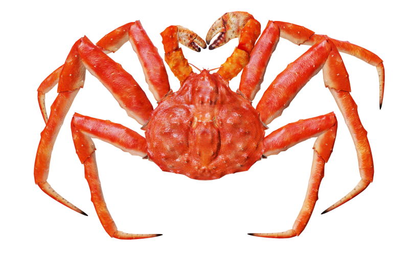 Дальневосточный краб