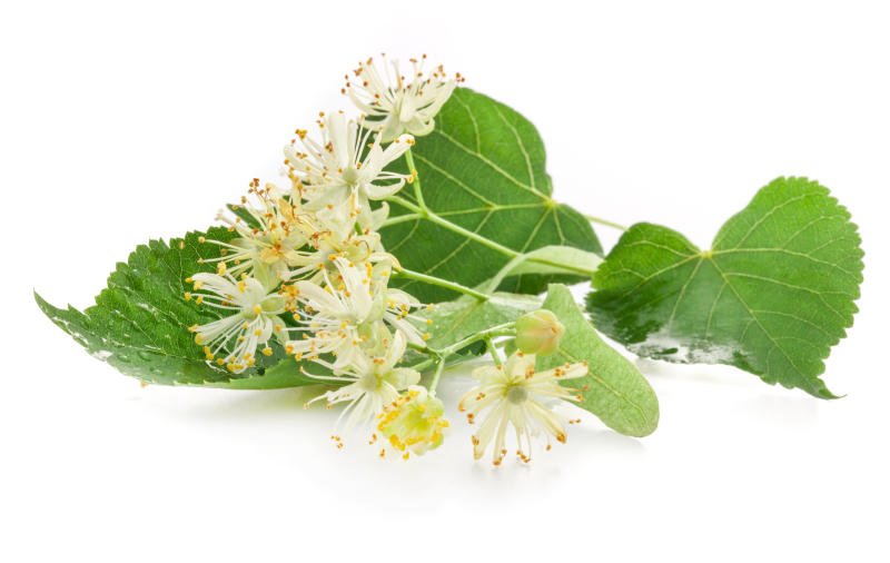 Липа цветки