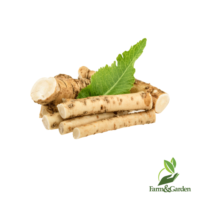 Корень хрена порошок