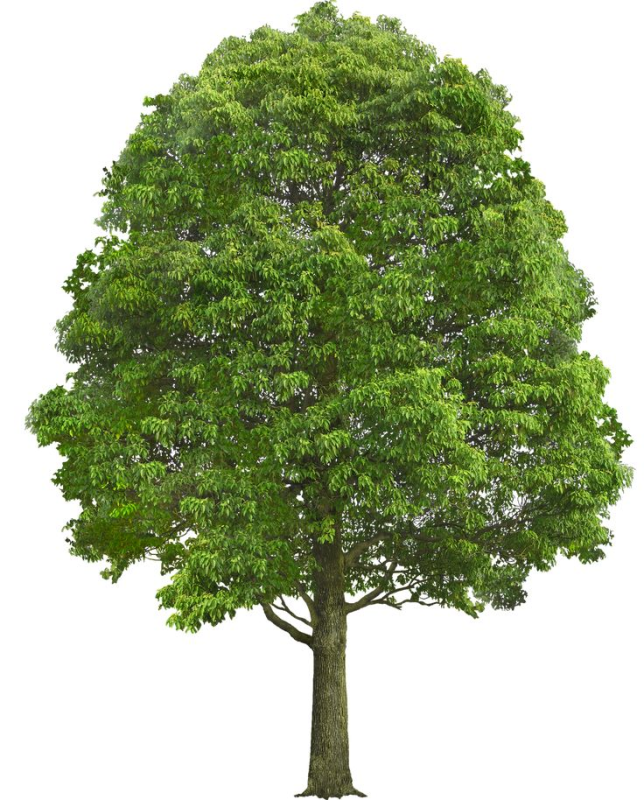 Дерево без фона