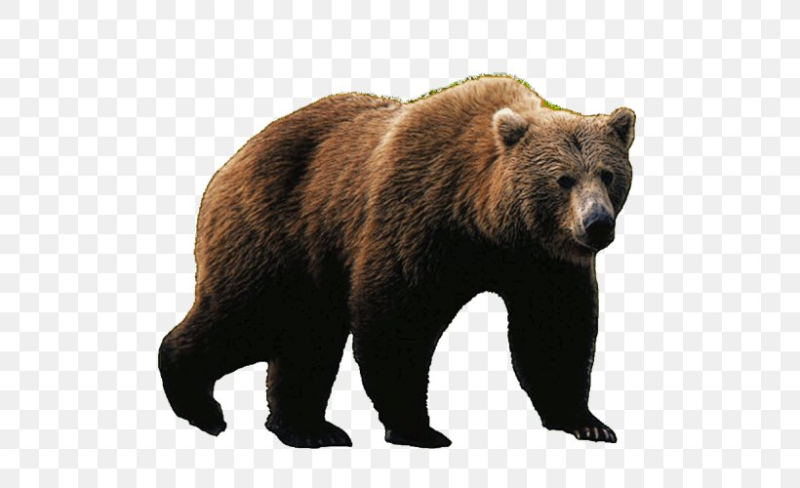 Медведь без фона