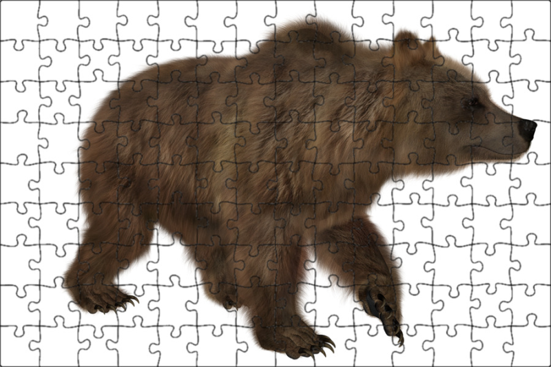 Медведь на белом фоне