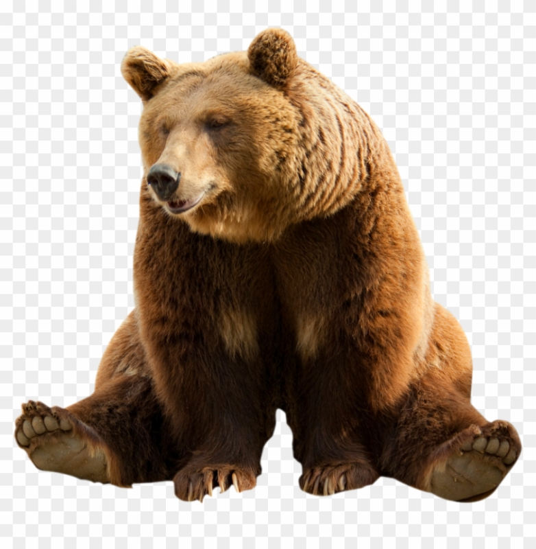Медведь на прозрачном фоне