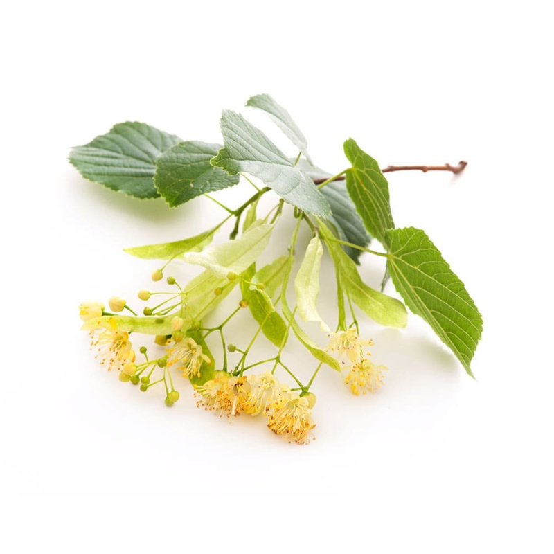 Липа мелколистная цветение