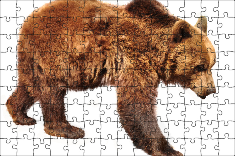 Дикие животные без фона