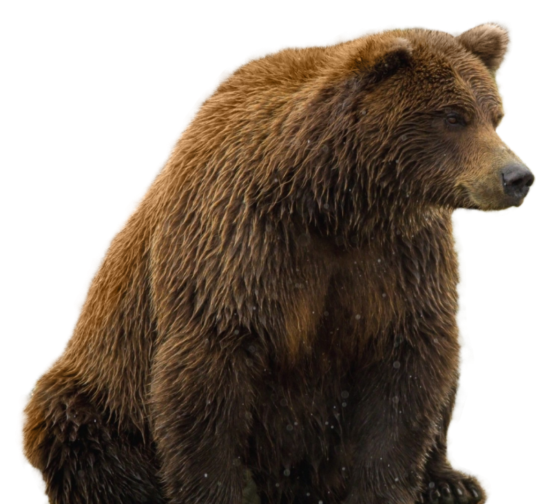 Медведь на прозрачном фоне
