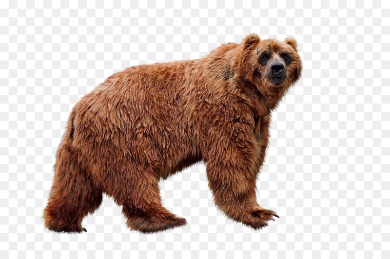 Бурый медведь на белом фоне