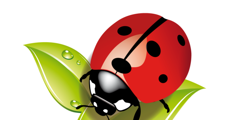 Божьи коровки