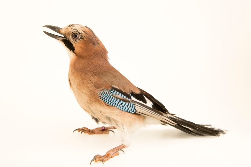 Зимующие птицы Сойка