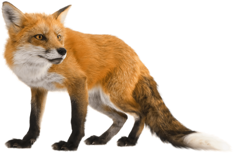 Лиса на прозрачном фоне