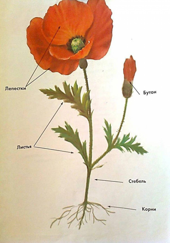 Мак самосейка гербарий