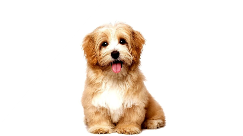 Собачка без фона