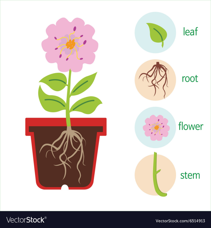 Строение комнатного растения