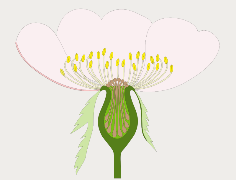 Строение цветка гипантий