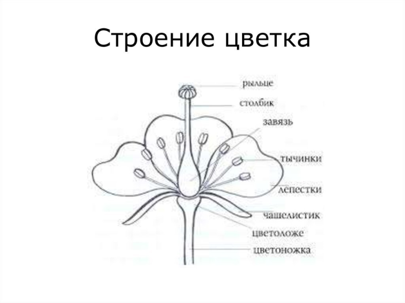 Строение цветка схема биология