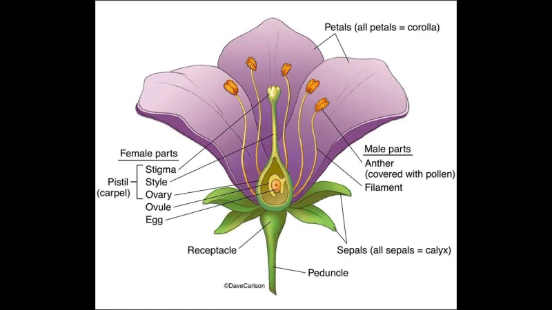 Строение рыльца пестика