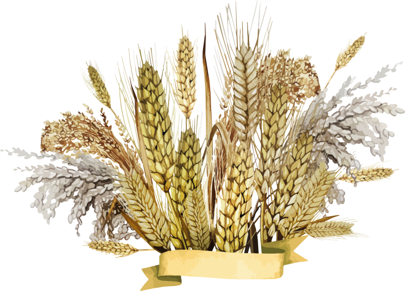 Пшеничный колосок