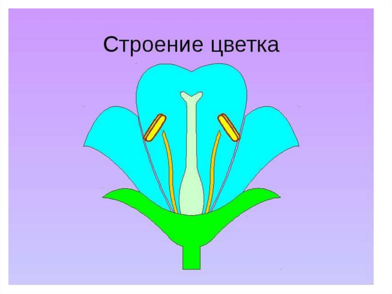 Цветок строение цветка