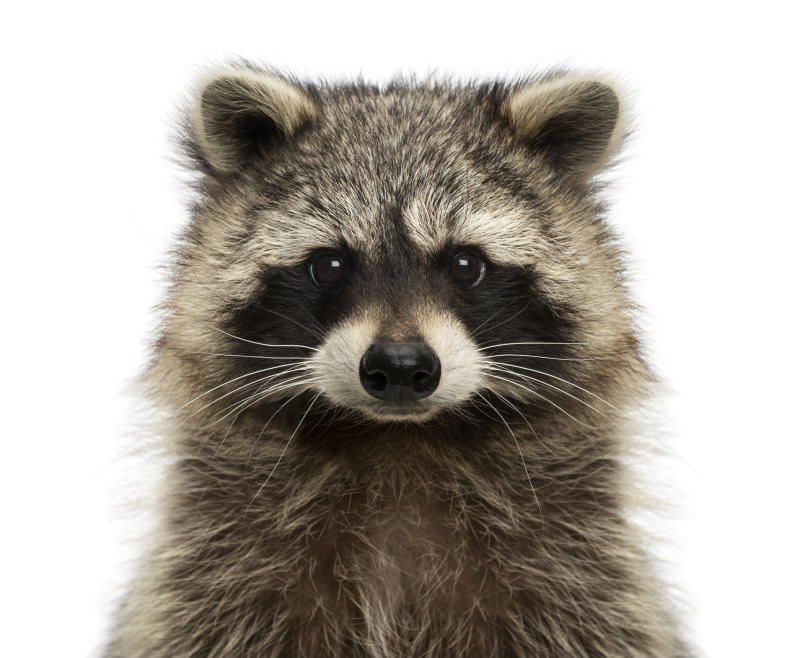 Енот полоскун на белом фоне