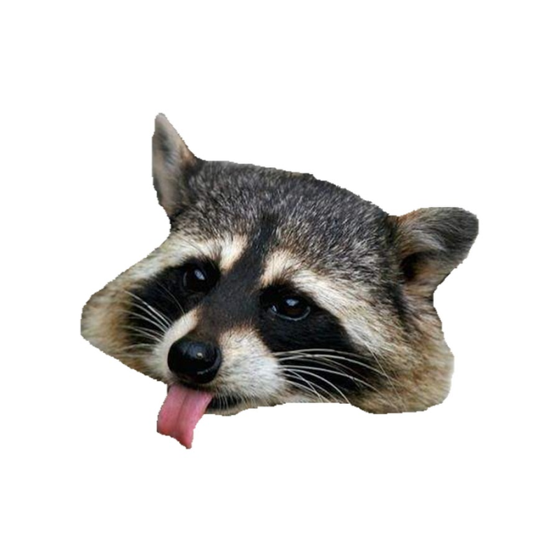 Мордочка енота