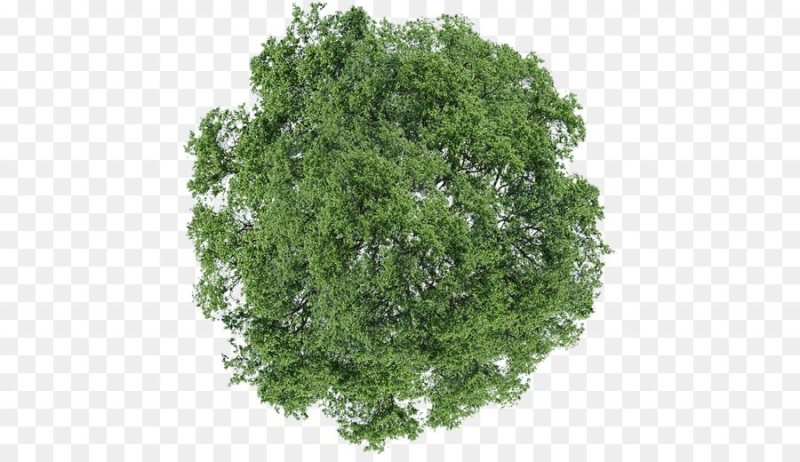 Куст сверху