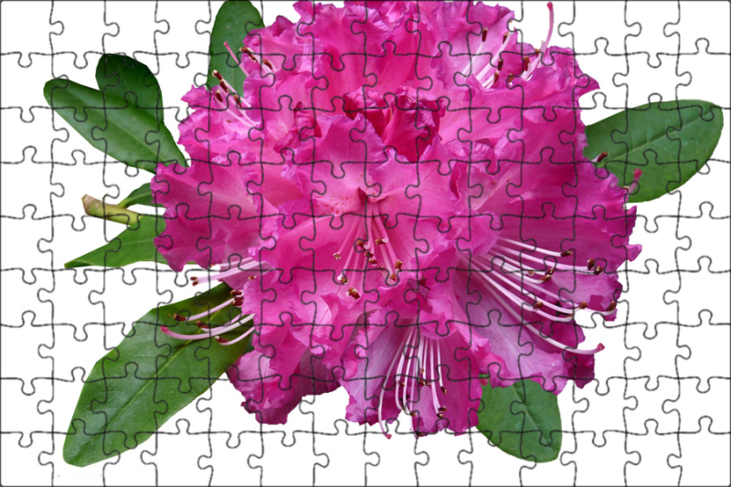 Рододендрон Королева Ядвига