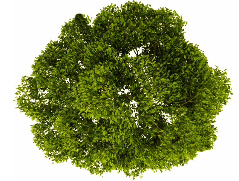 Деревья сверху