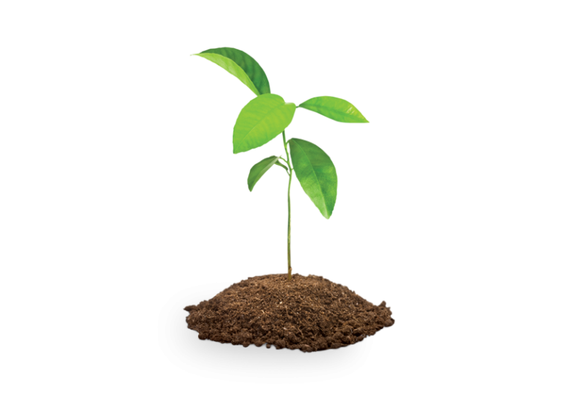 Саженцы на белом фоне