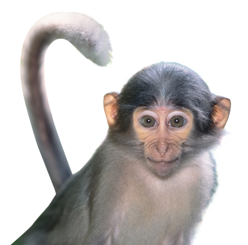 Обезьяна на белом фоне