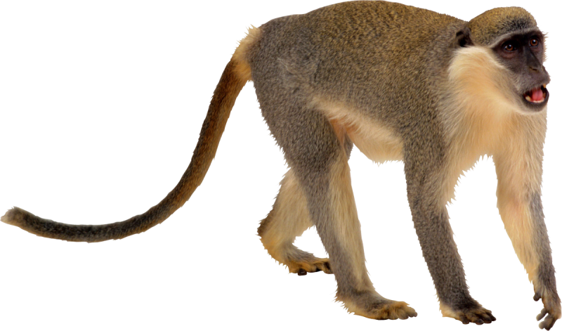 Обезьяна на прозрачном фоне