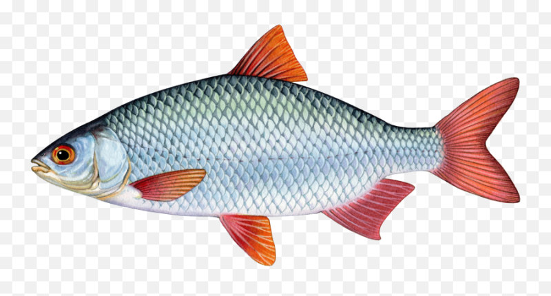 Плотва красноперка вобла