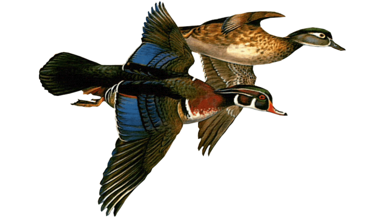 Утки летят на белом фоне