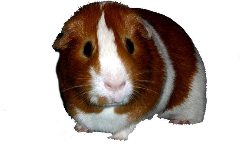 Морская Свинка без фона