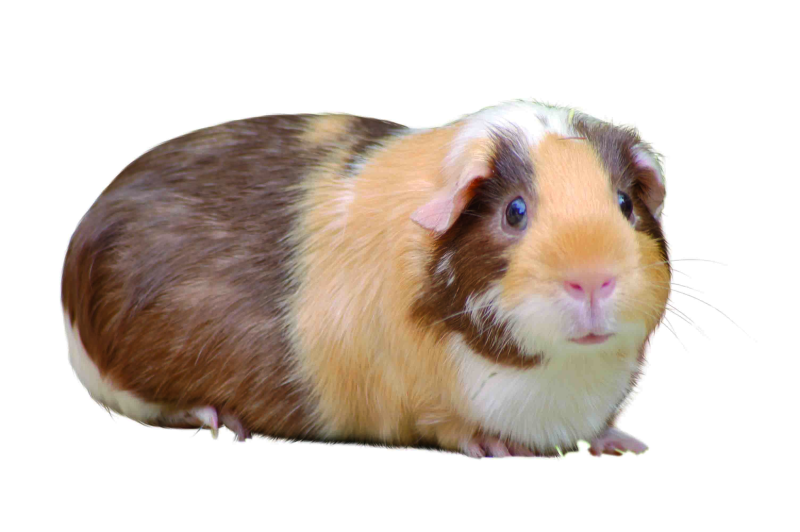 Дети морских свинок