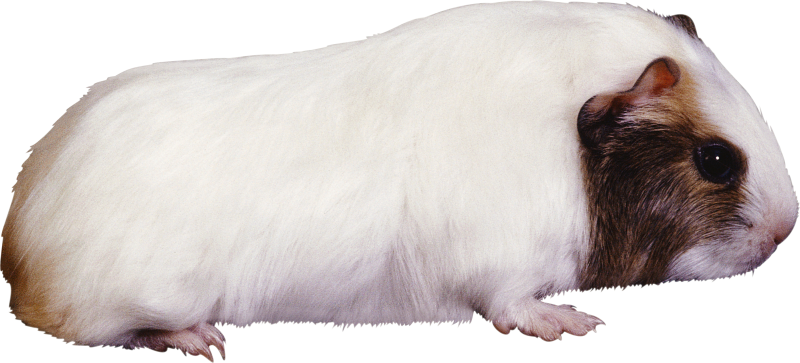 Морская Свинка без фона