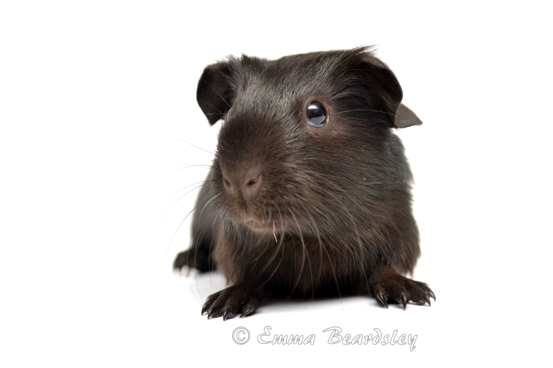 Гималайская морская Свинка