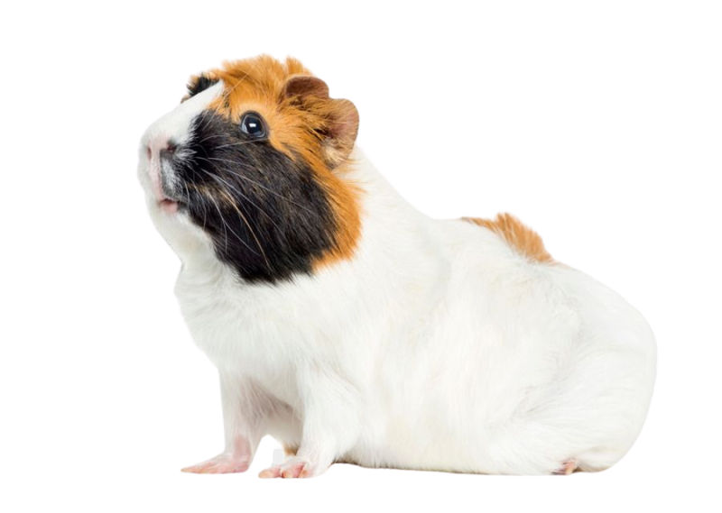 Морские свинки