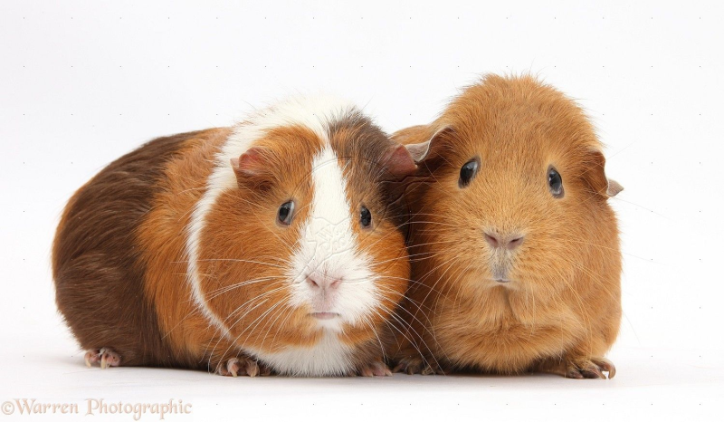 Морские свинки