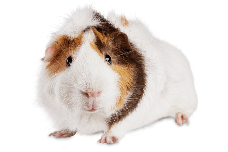 Морская Свинка на прозрачном фоне