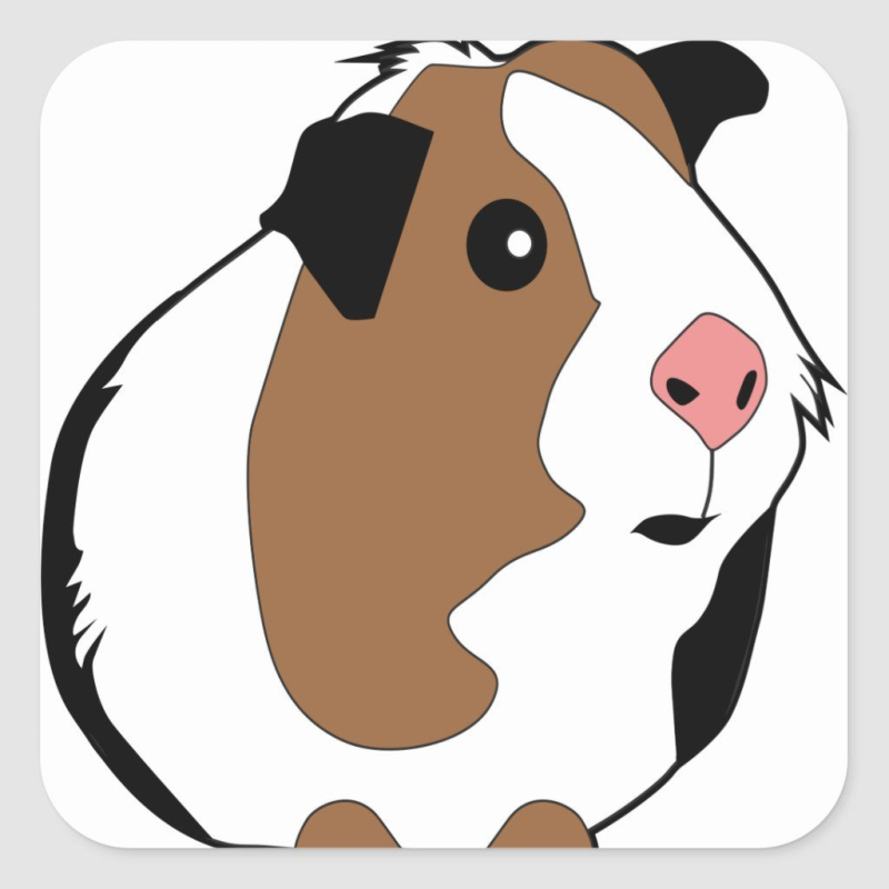 Морские свинки