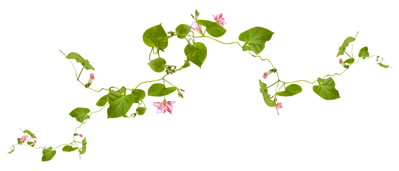 Лианы с цветами