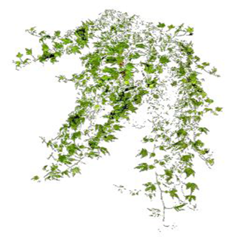 Жасмин Вьюн