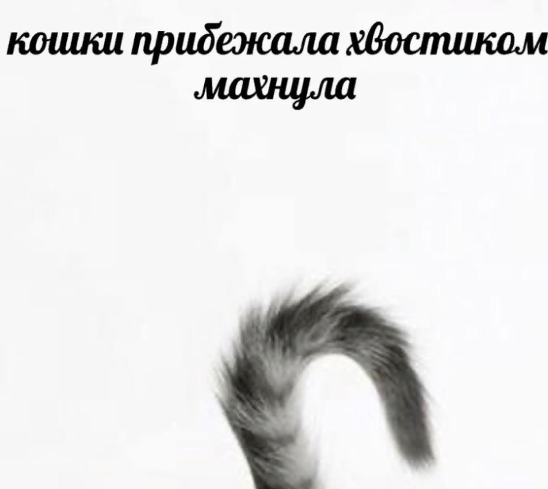 Кошачий хвост