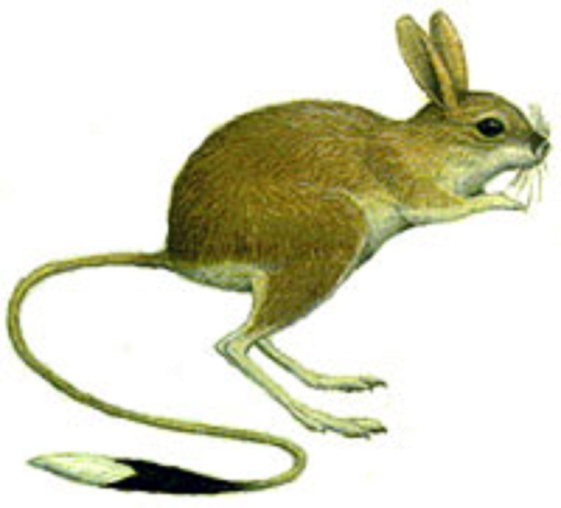 Тушканчик для детей на прозрачном фоне